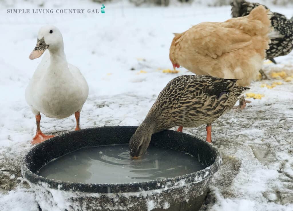 ducks and chickens outside in the winter drinking from a water bowl copy