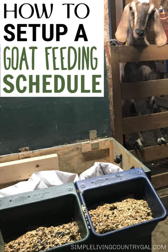 Goat feeding schedule