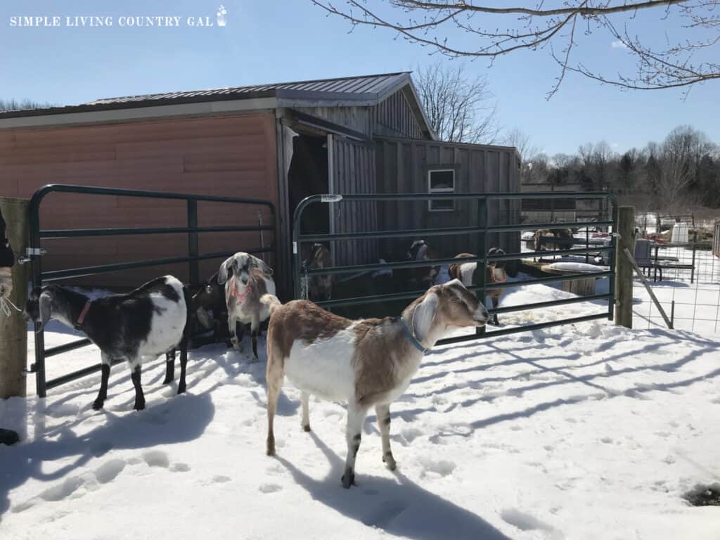 goats outside in the snow
