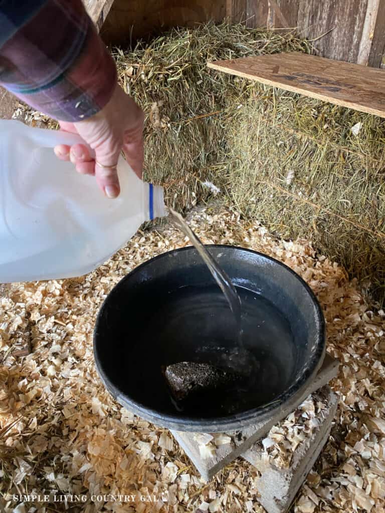 hand pouring water into a black rubber bowl in a winter chicken coop