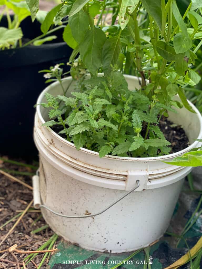 herbs growing out of a white bucket