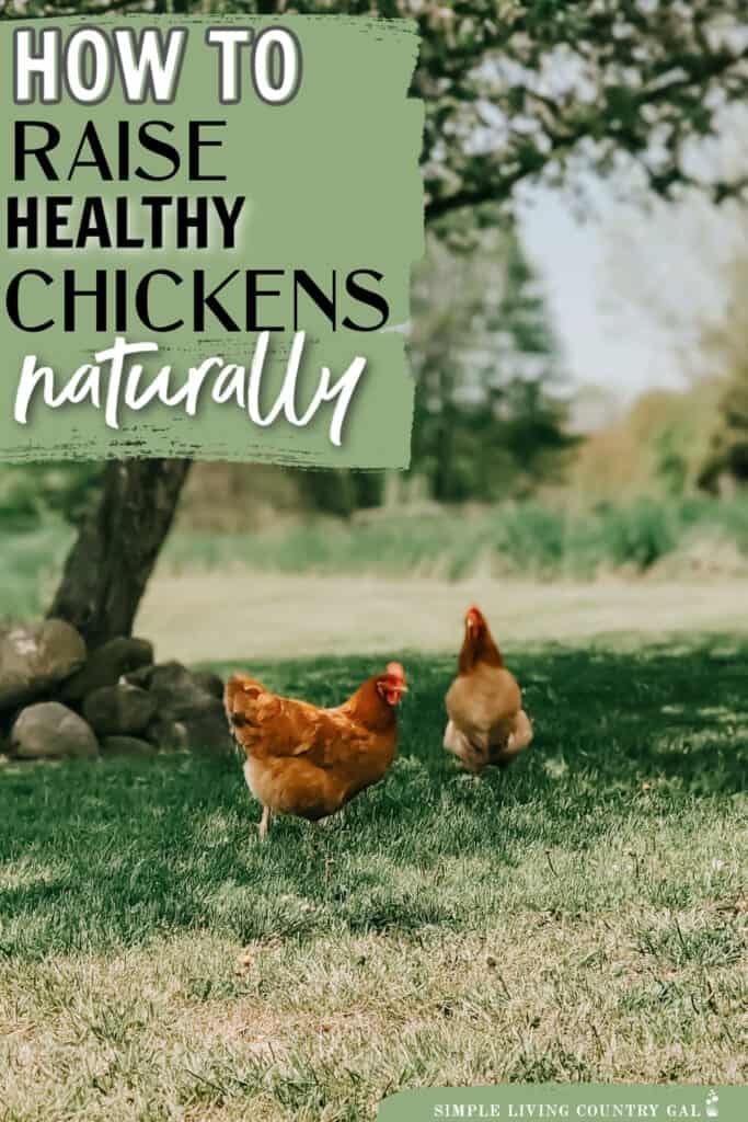 natural chicken care