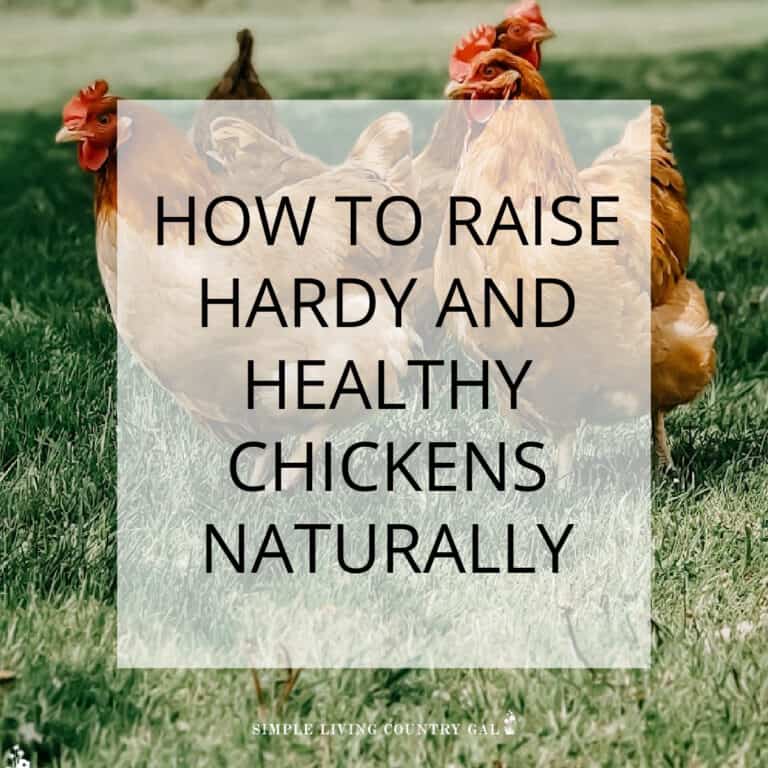 Natural Chicken Care