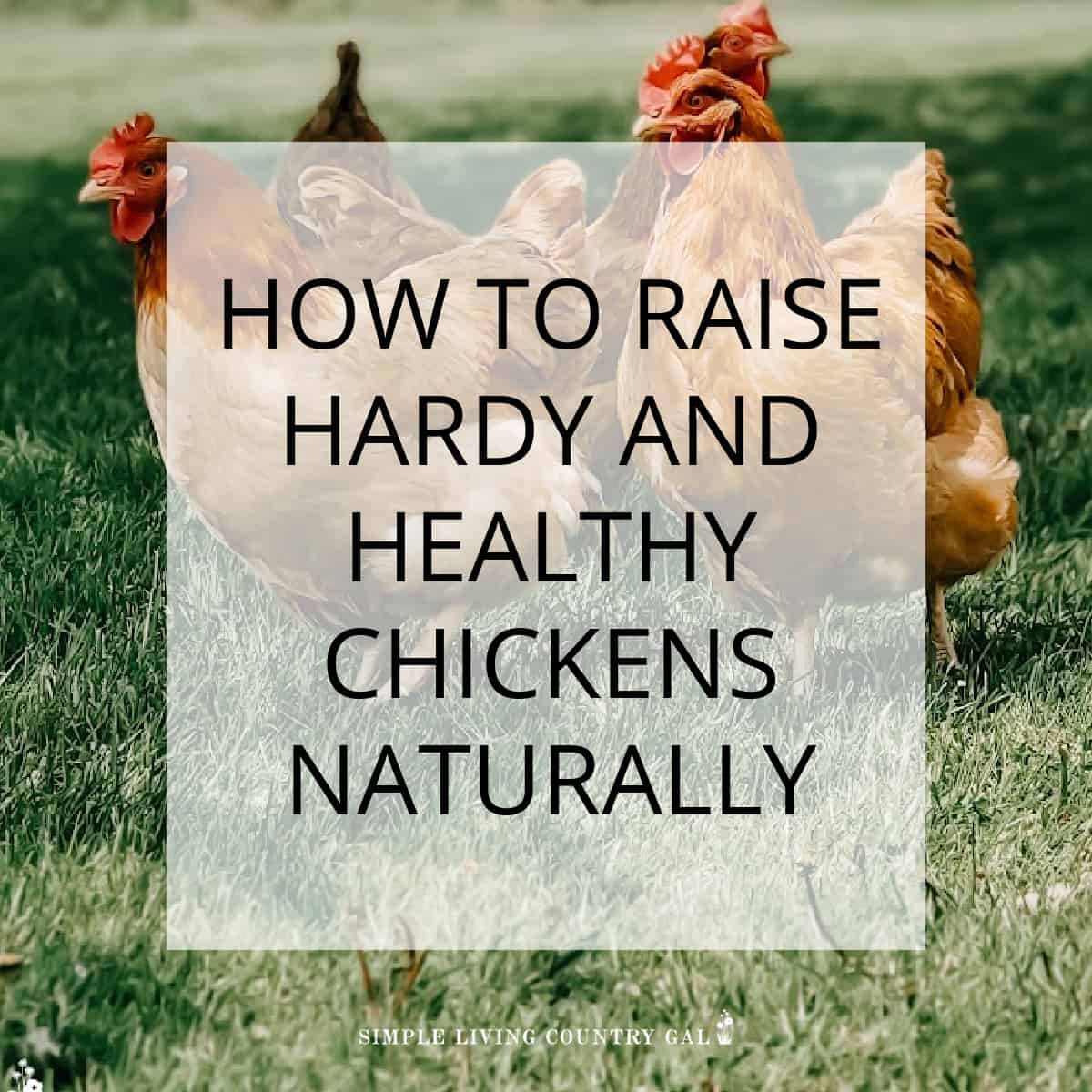 Natural Chicken Care | Simple Living Country Gal