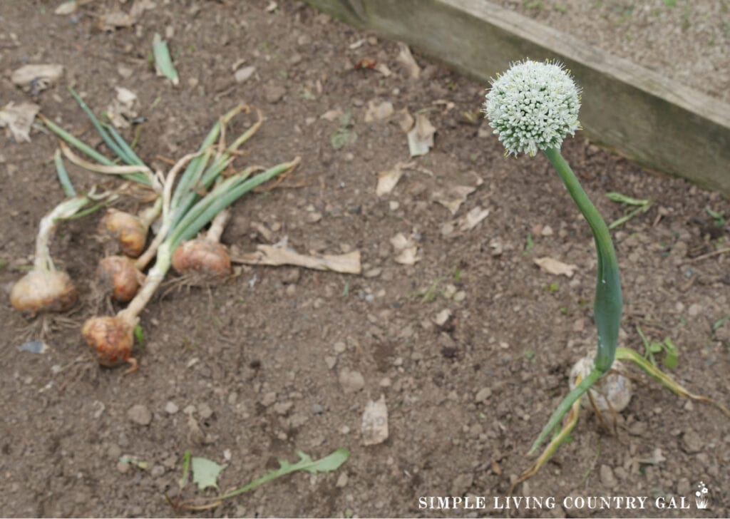 onion bolting nest to fresh picked onions in a garden