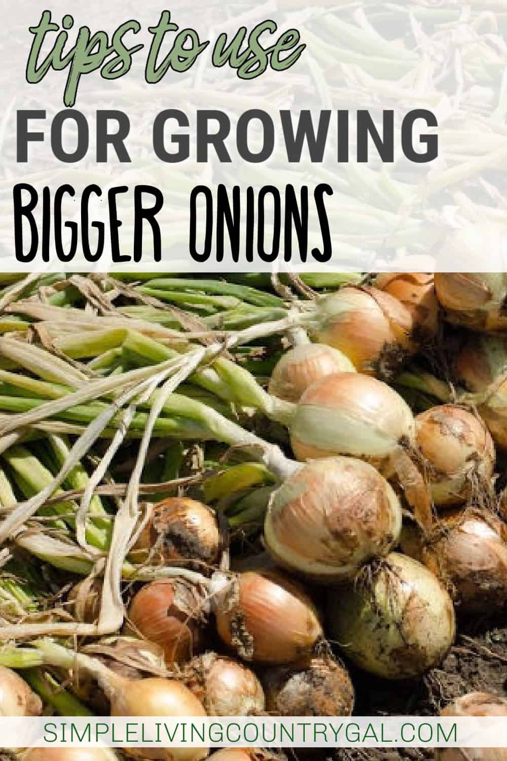 Tips for Growing Onions | Simple Living Country Gal