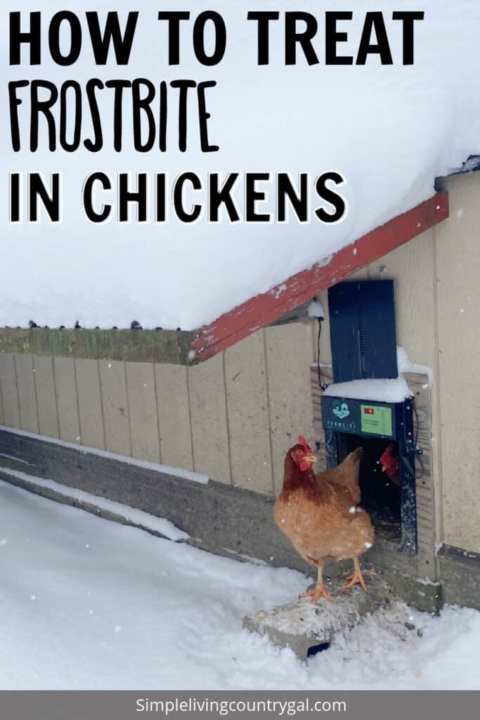 treating frostbite in chickens