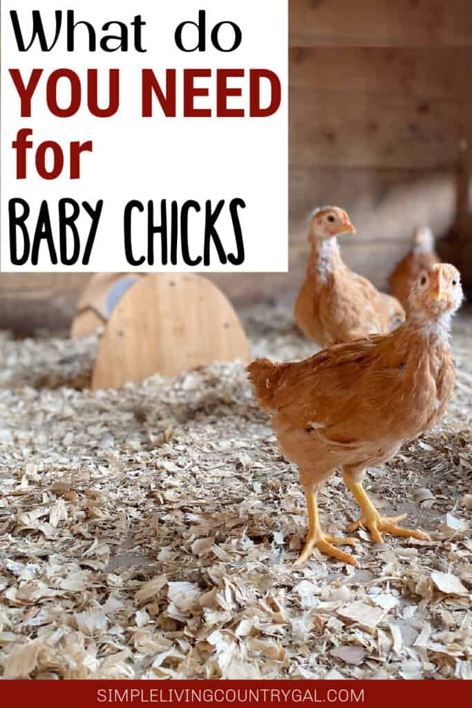 What do you need for baby chicks