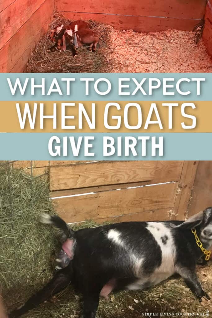 First Time Goat Kidding