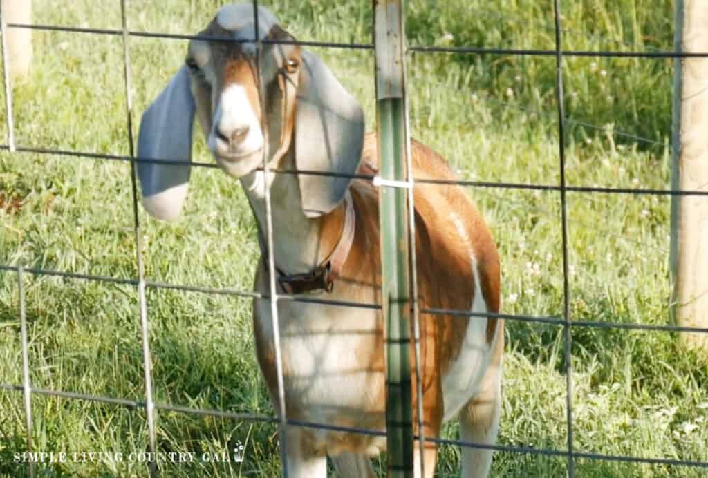 a goat looking through a fence panel in a pasture