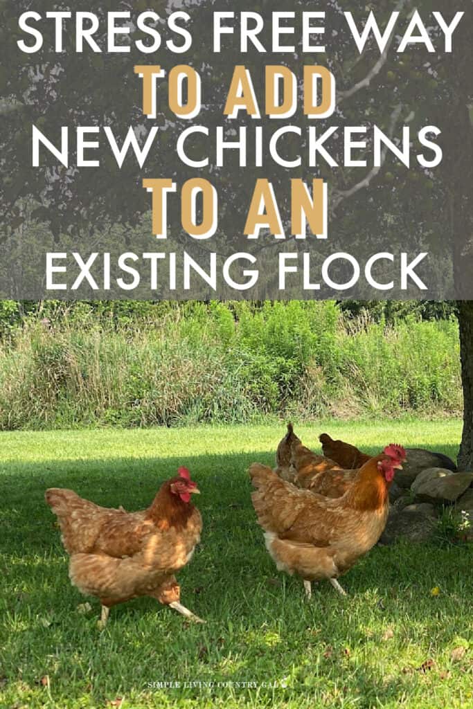 Introducing New Chickens to Your Flock