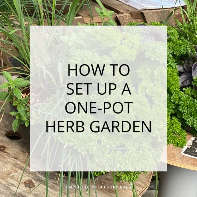 one-pot herb garden