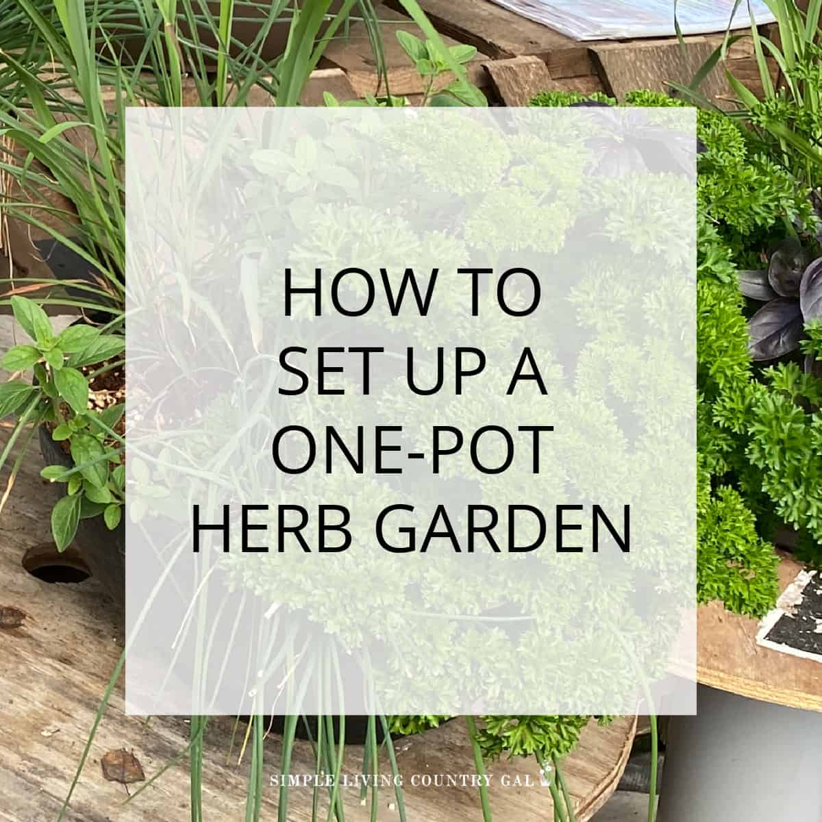 0ne pot herb garden