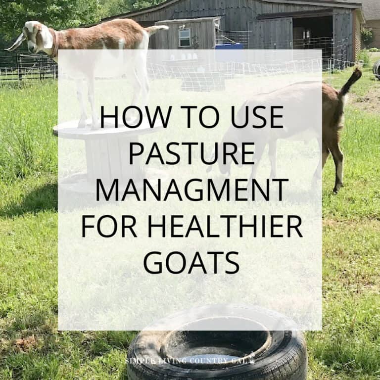 Pasture Management for Goats