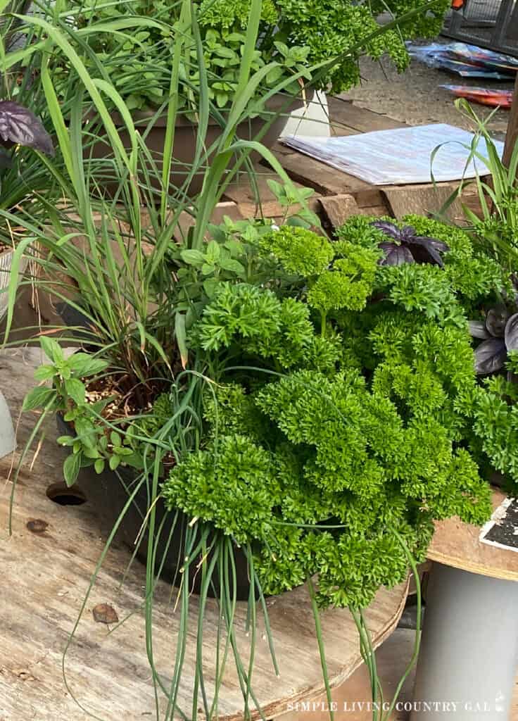 a collection of herbs growing in a one pot container