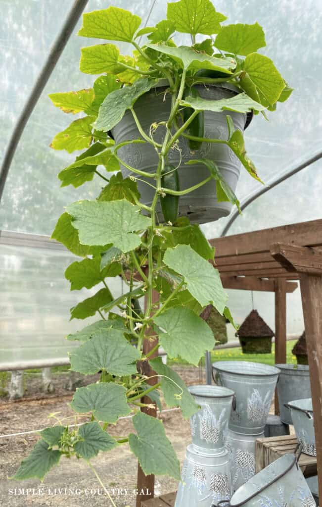 a cucumber plant growing in a basket hanging from a green house