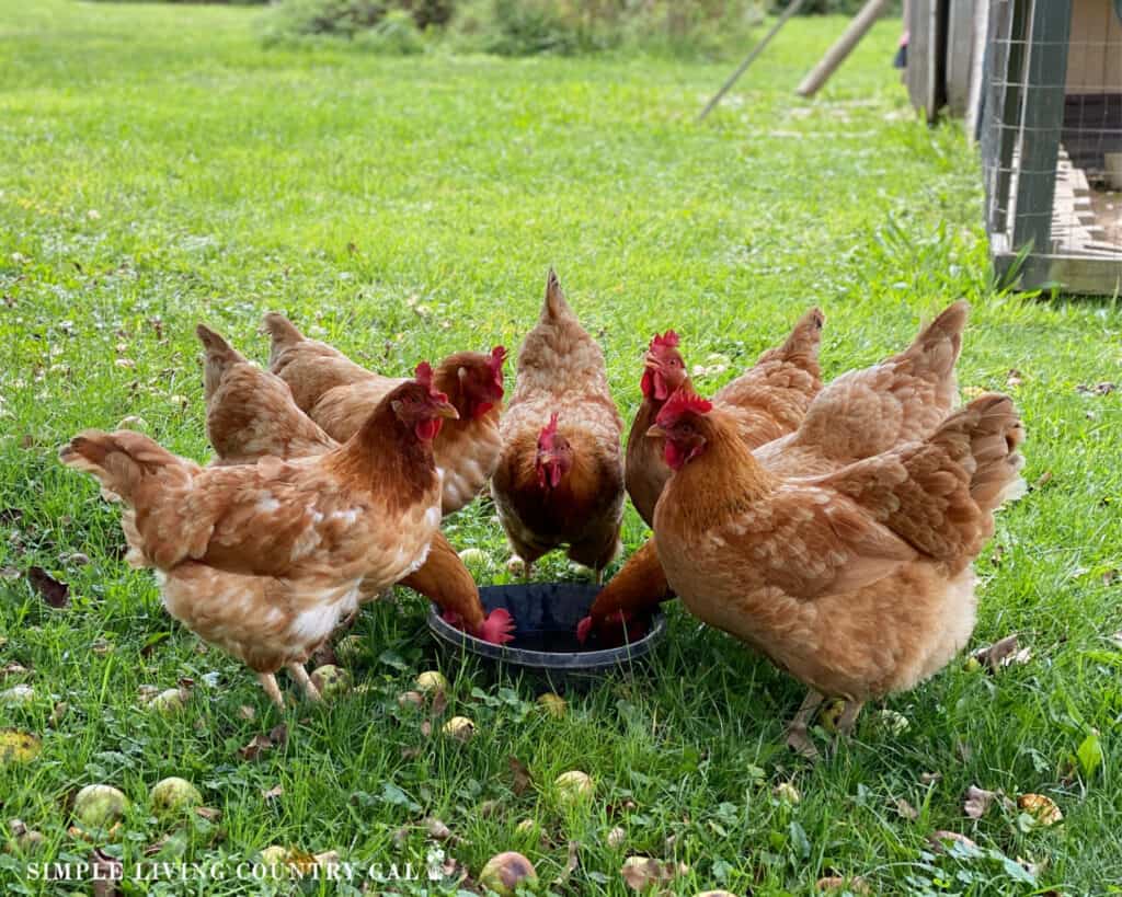 a flock of chickens eating out of a feed bowl