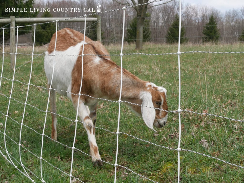 a goat on rotational grazing area that is sectioned off