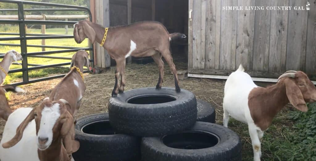 a group of goats climbing on stacked tires playing