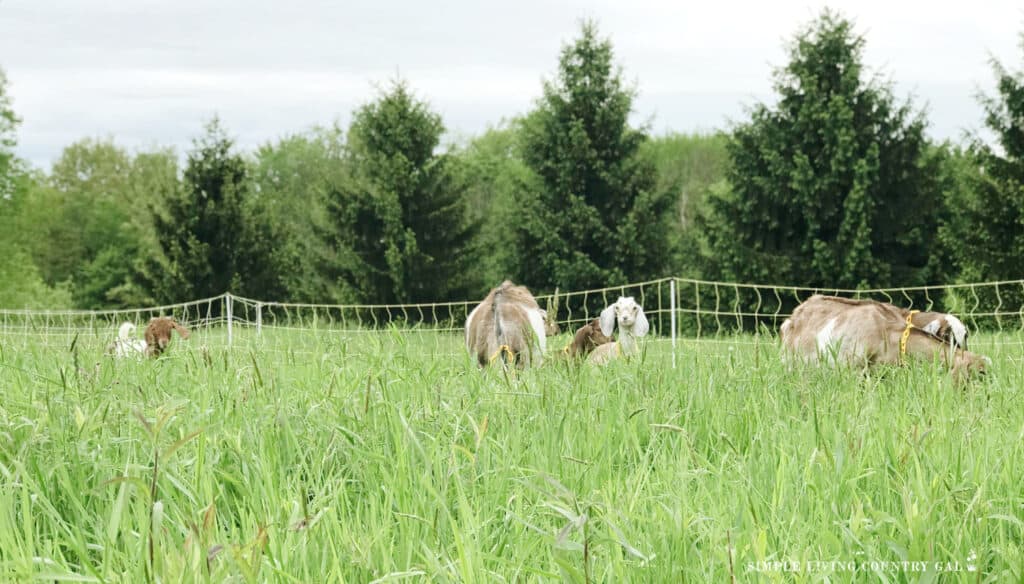 a herd of goats grazing in a pasture 
