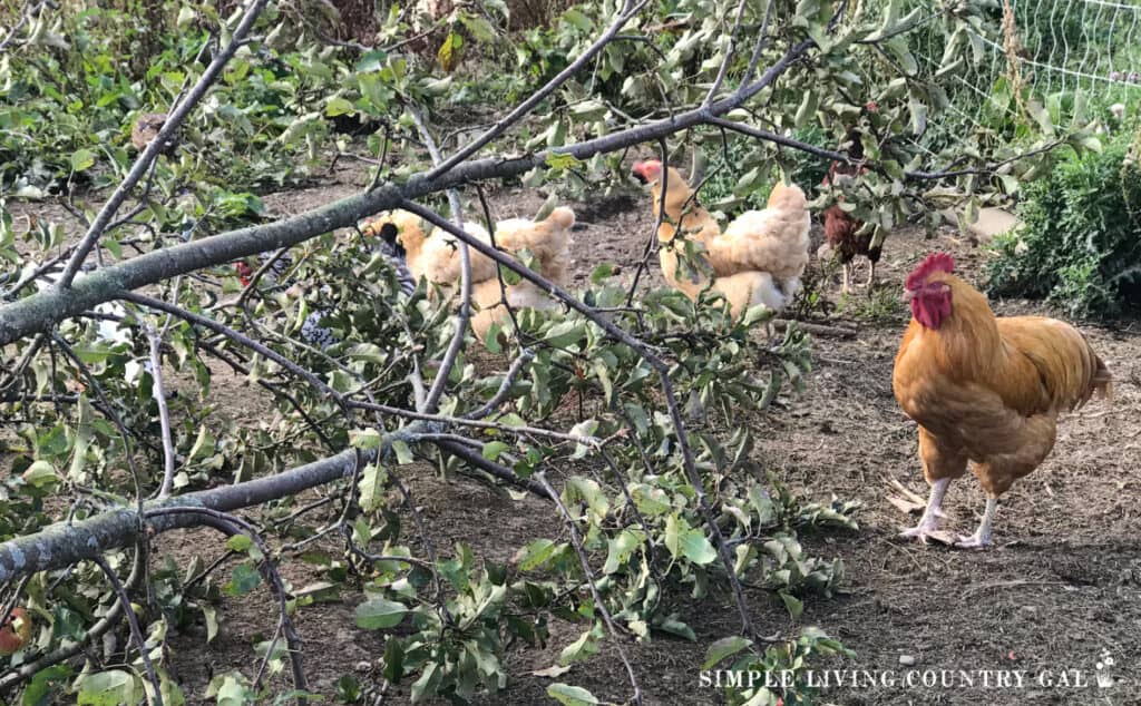 a large branch in a chicken run to add new chickens to a flock
