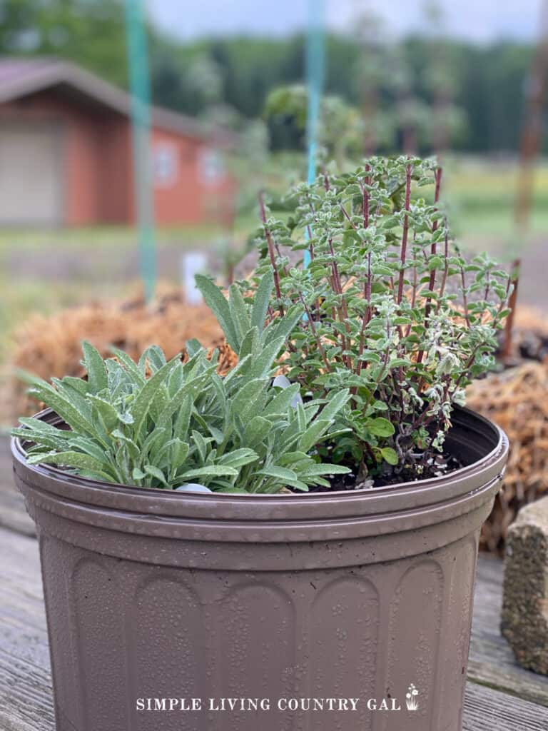 a pot with herbs planted inside