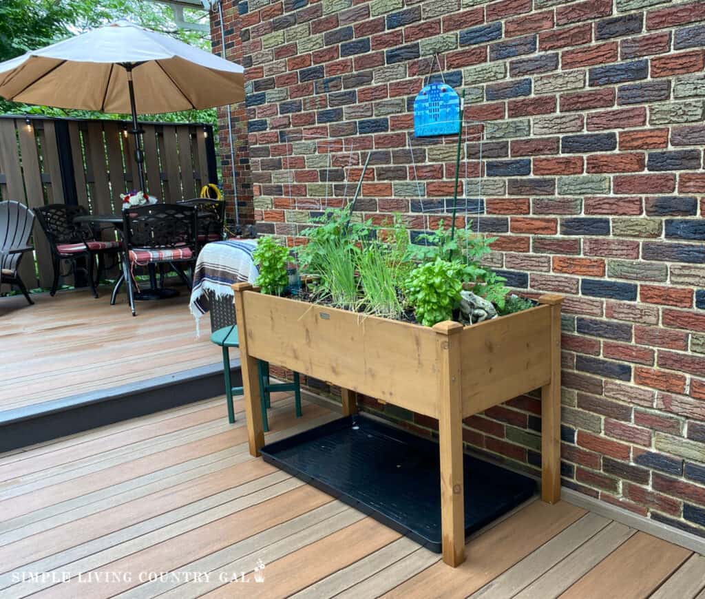a table garden that is planted with a variety of plants on a back patio