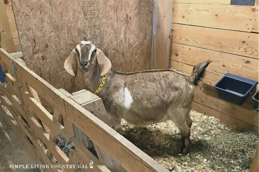 a tan and white goat in a birthing stall waiting to kid