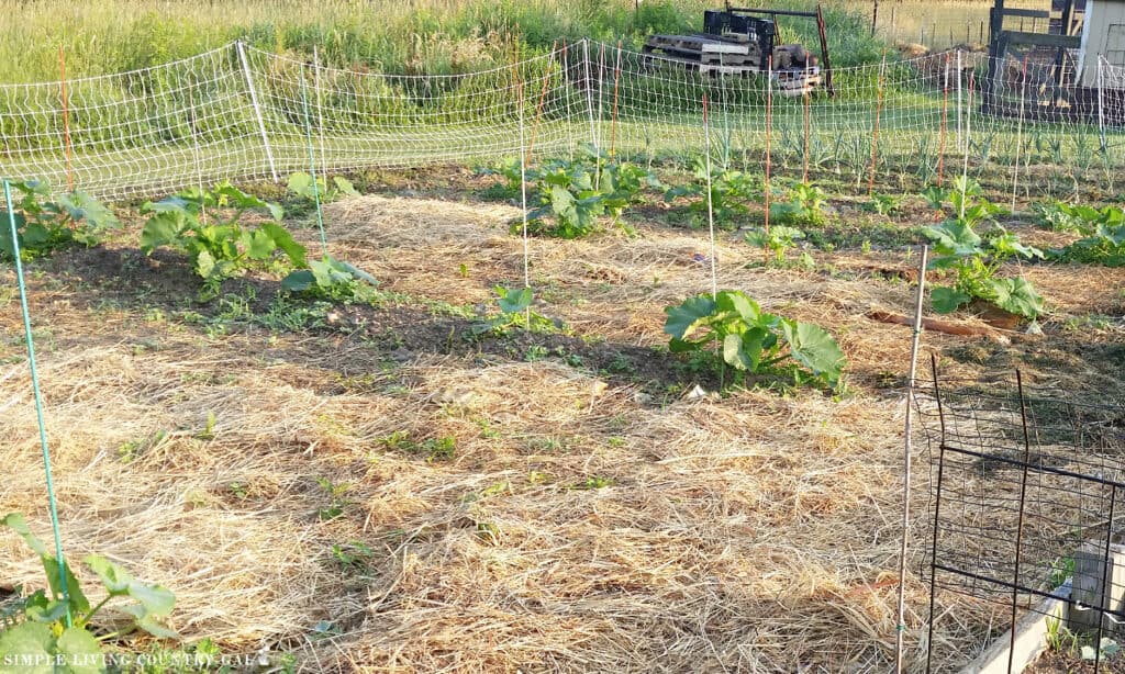 a traditional backyard garden with plants growing and a white fence 