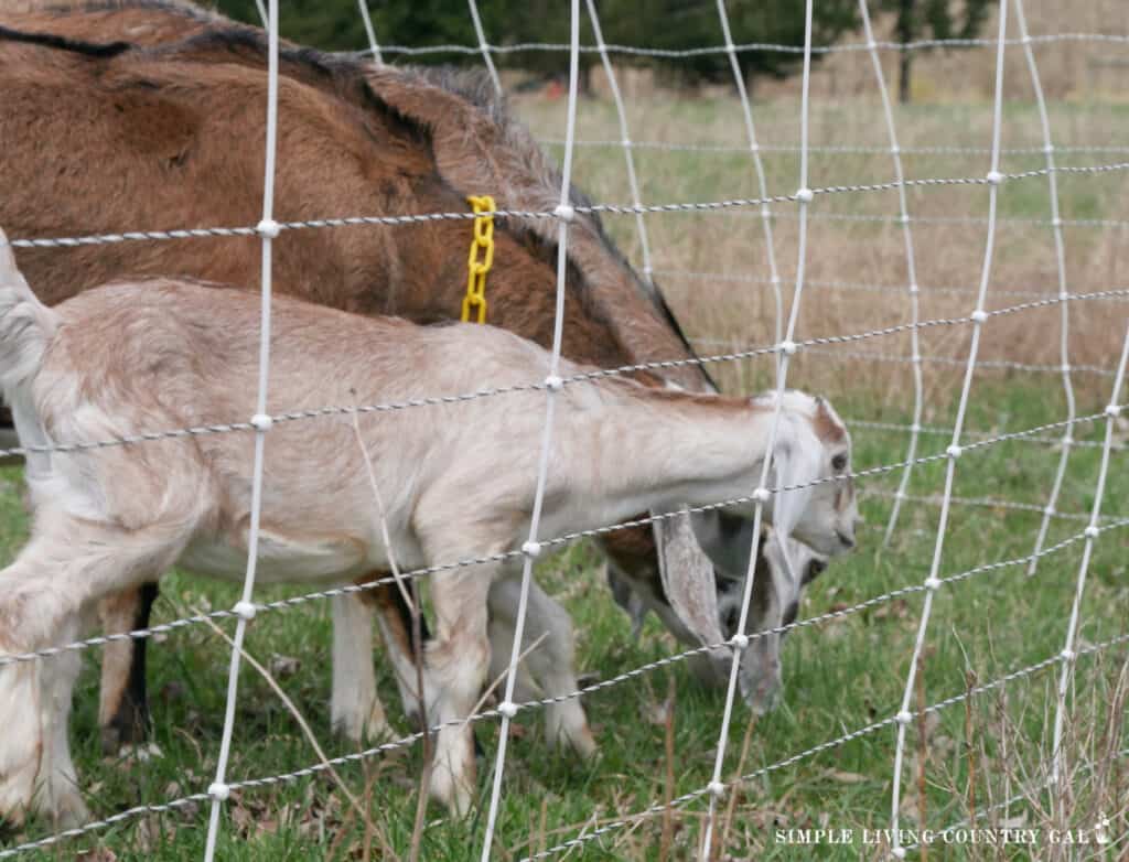 a young goat near to her mother in a grazing fence paddock