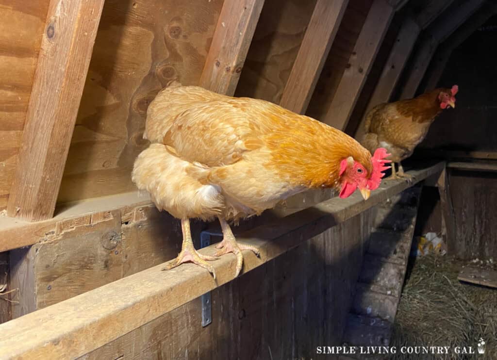 chickens standing on a roost in a coop (1)