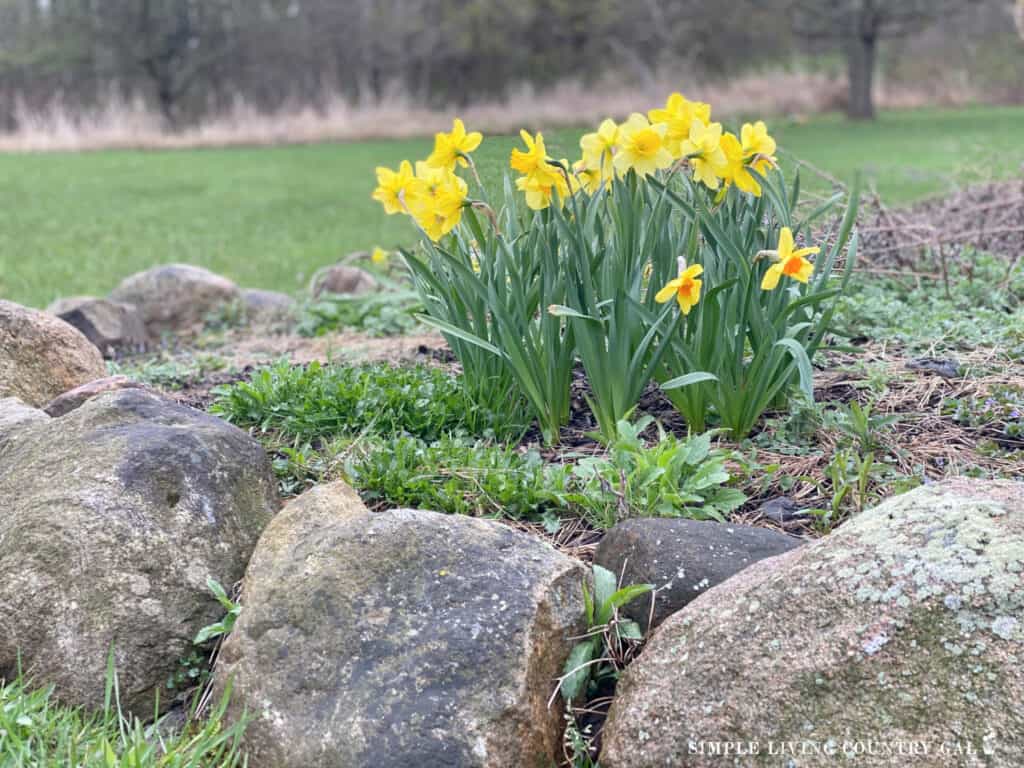 daffodils in a flower bed of a backyard