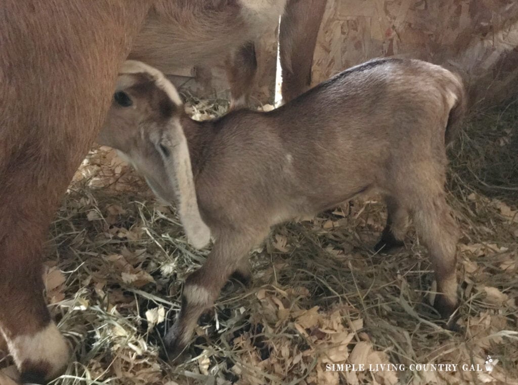a young tan goat kid nursing on a doe in a barn