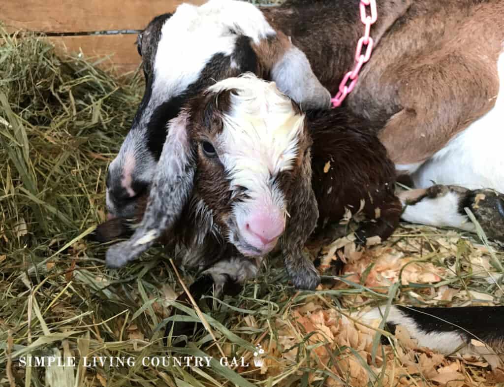 a newborn goat kid with his mom in a goat pen
