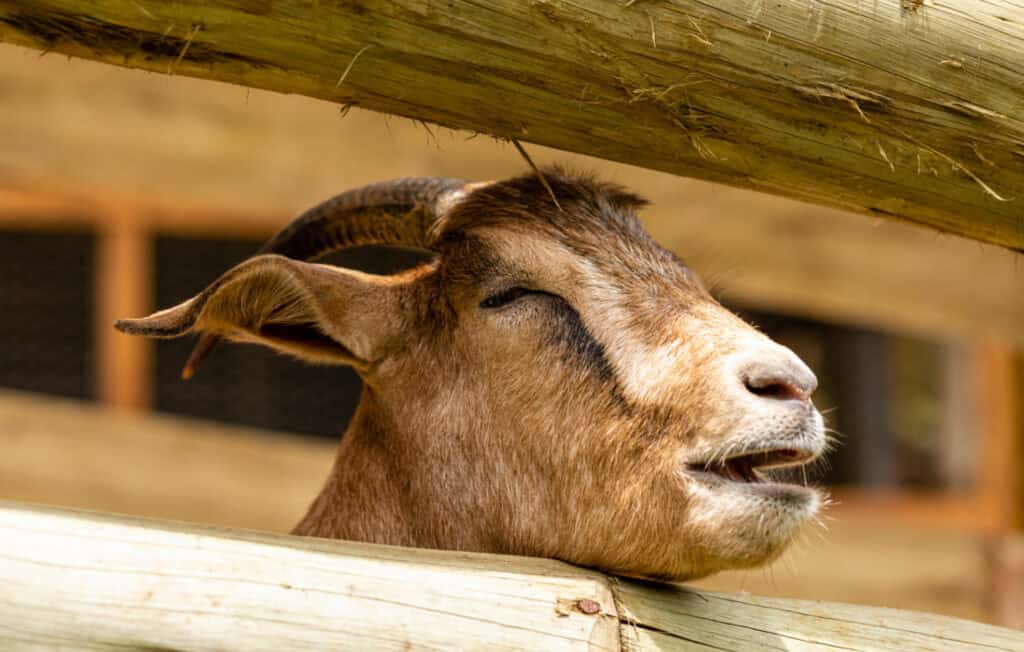 a goat moaning with a contraction with her head peaking through a wood fence