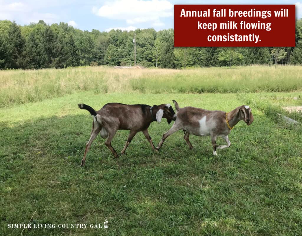 a brown goat buck sniffing a doe in a field with words: "Annual fall breedings will keep milk flowing consistantly."