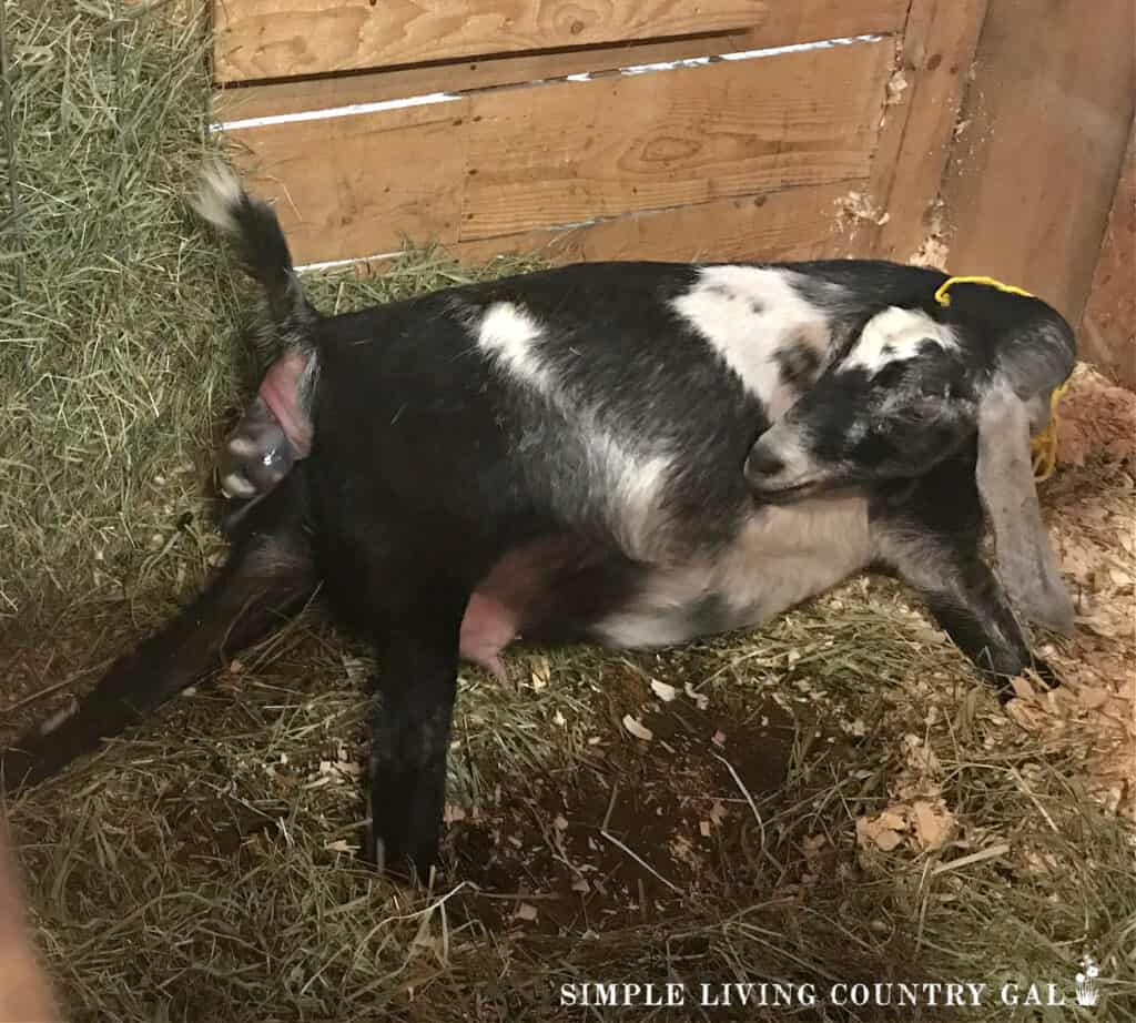 a black and white goat lying down in the beginning stages of giving birth.
