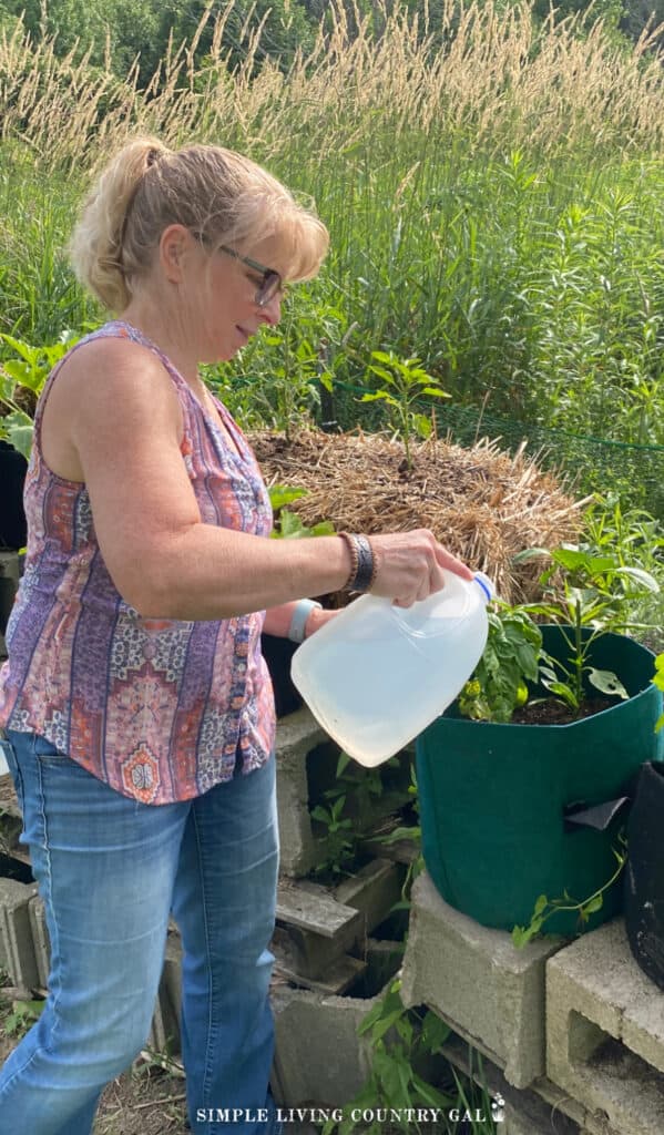 a woman watering a basil plant in a grow bag outdoors