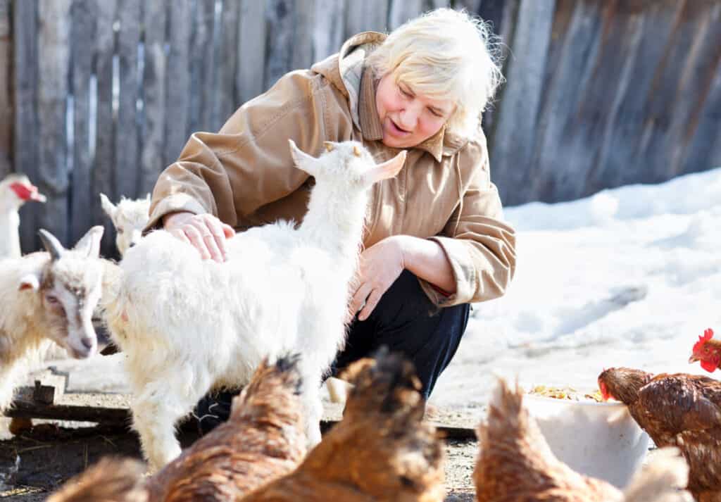Midlife woman petting a goat on a homestead with chickens