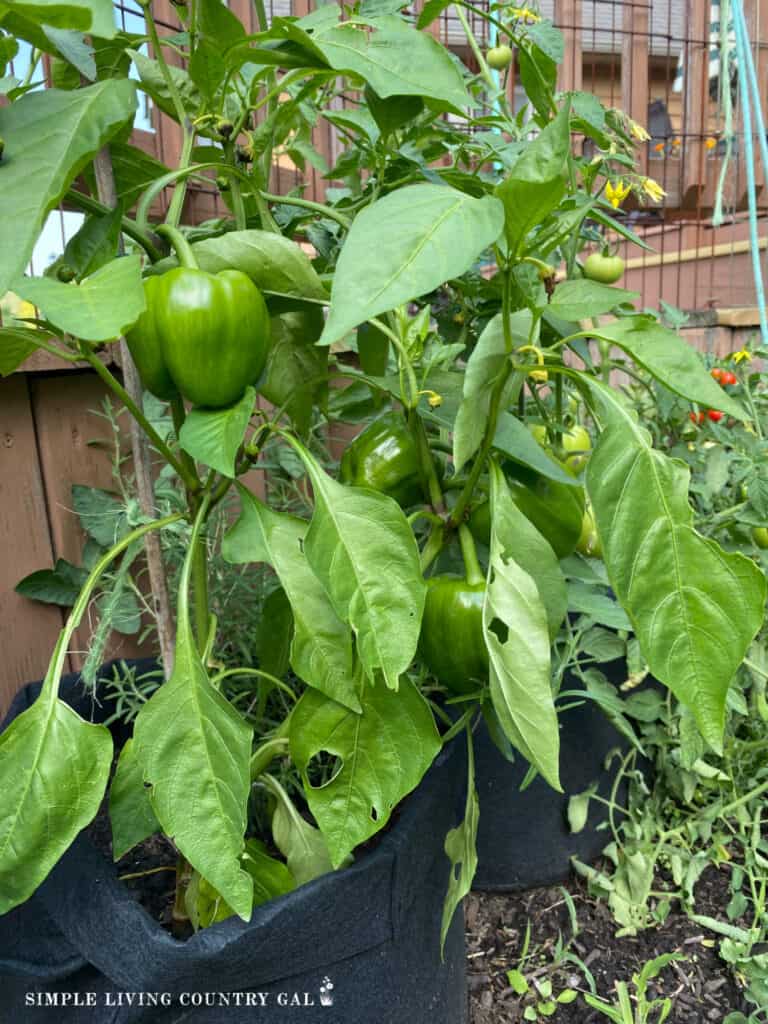 peppers in grow bags by a patio