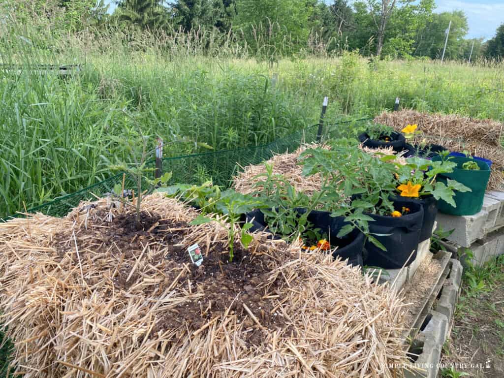 A garden with young plants growing in straw bales and fabric grow bags