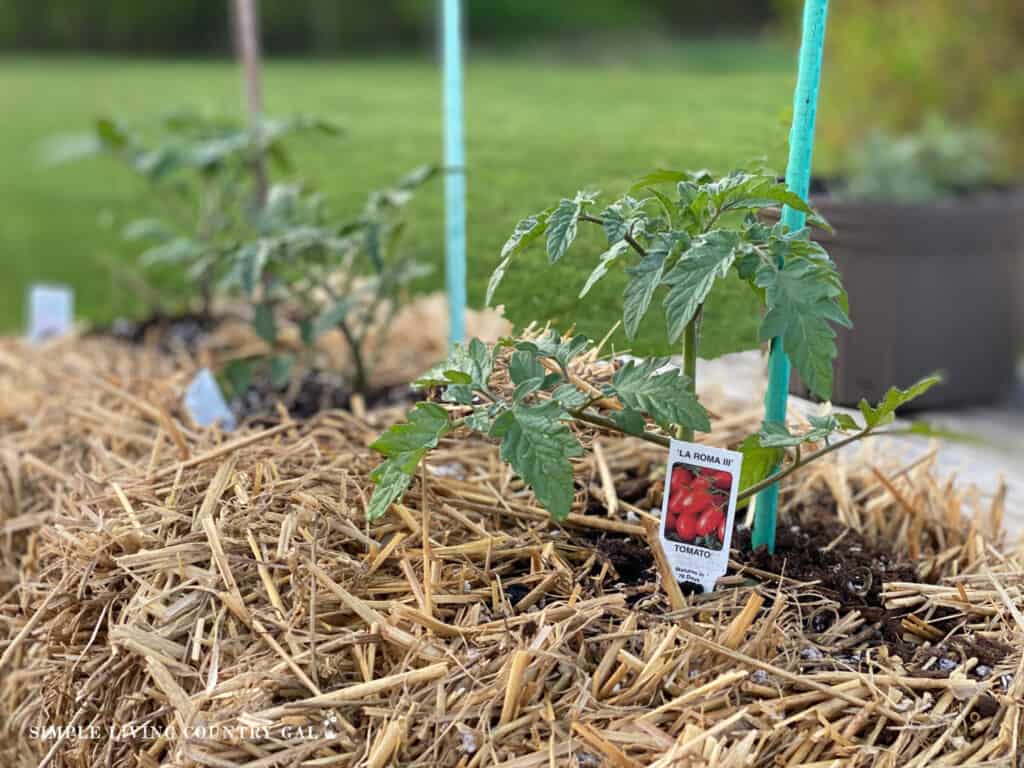 tomato plants with stakes in a straw bale 