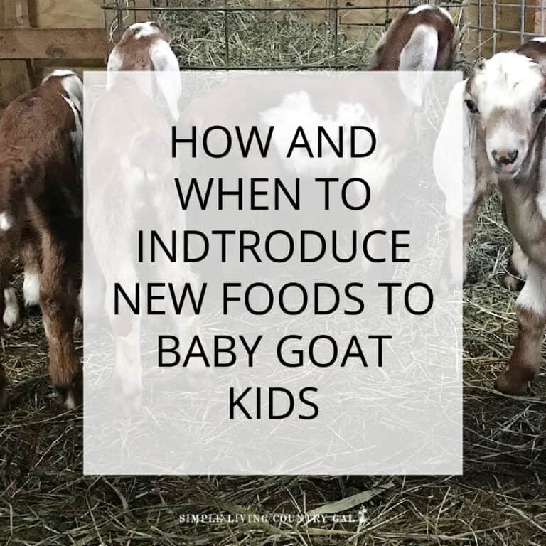 Baby Goat Feeding Schedule