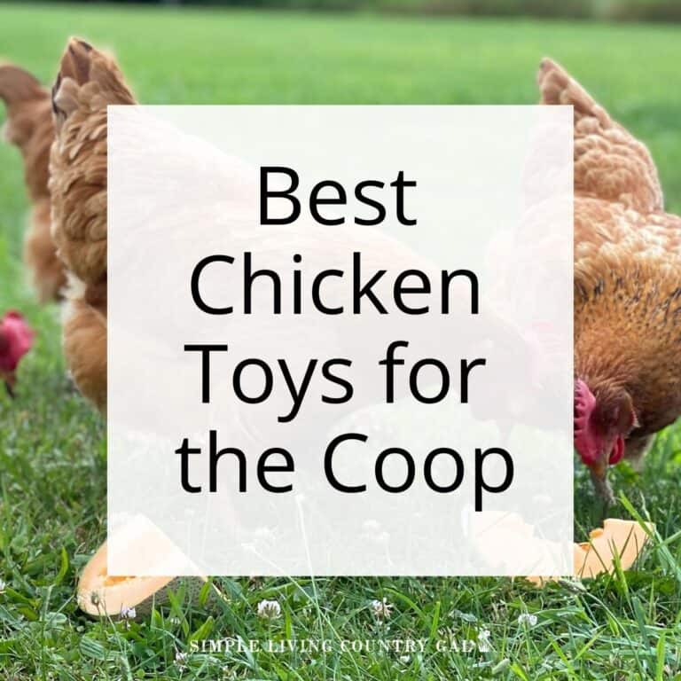 Best Chicken Toys for the Coop