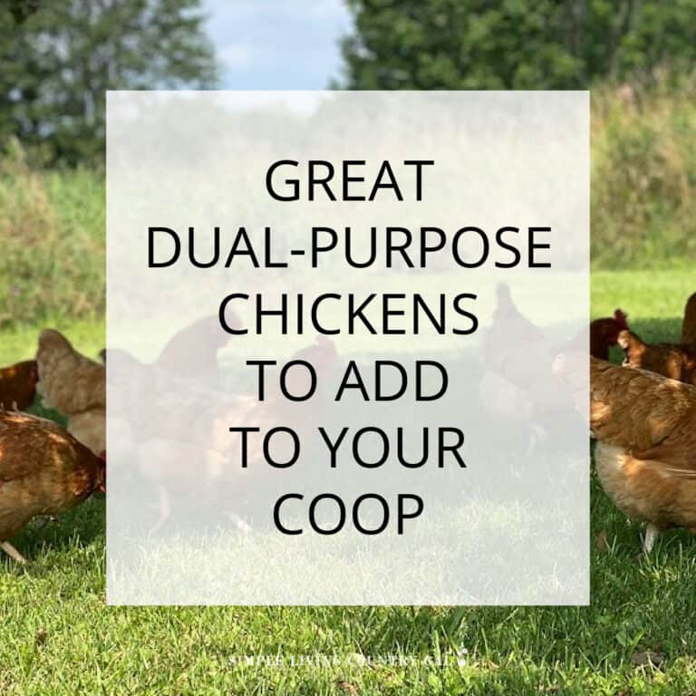 Dual-Purpose Chickens