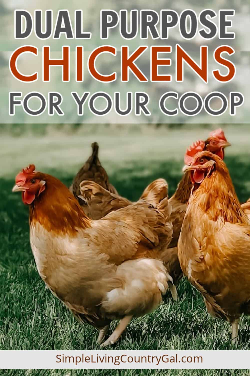 Dual-Purpose Chickens | Simple Living Country Gal