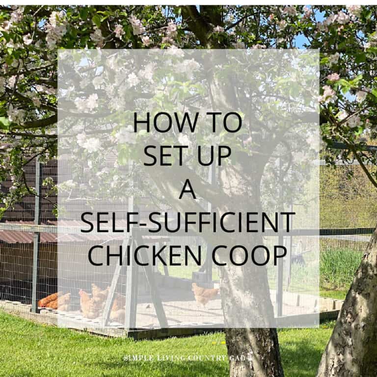 Setting Up a Self-Sufficient Chicken Coop