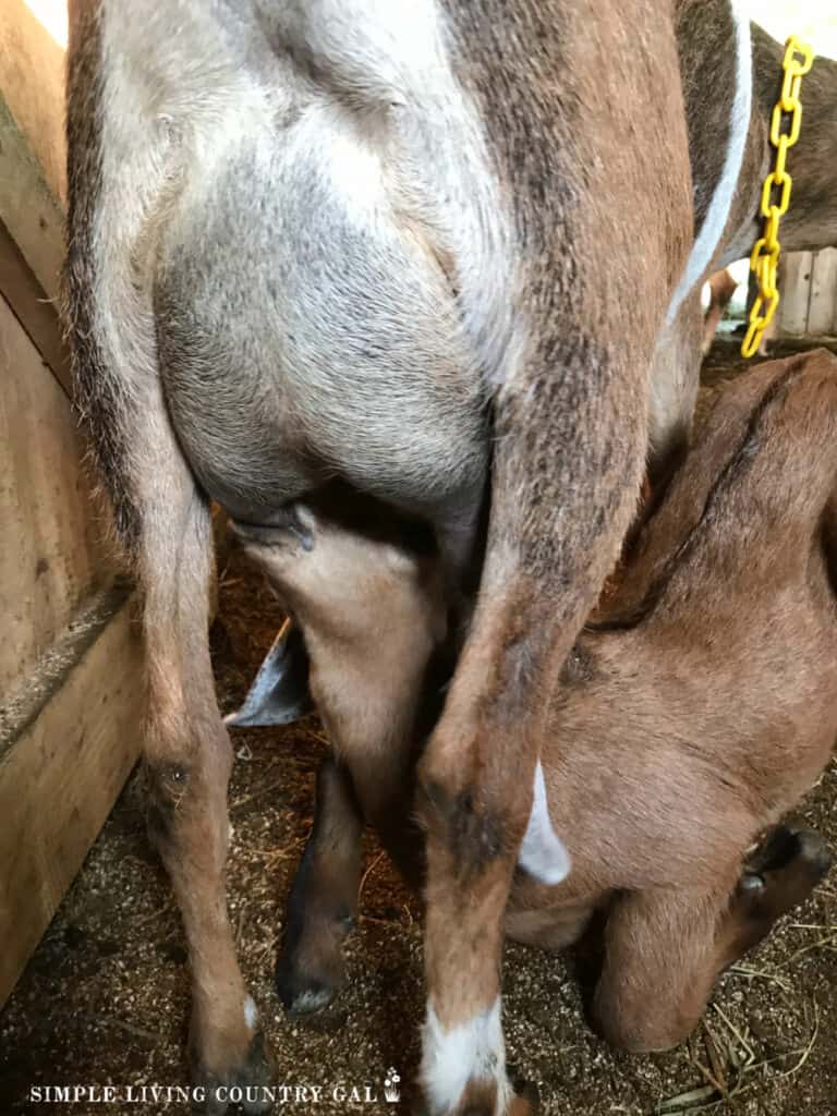 a baby goat nursing on a mom