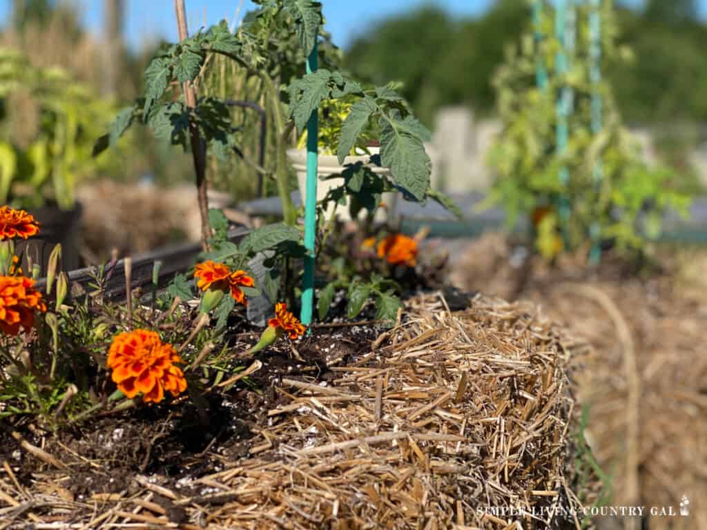 a bale of straw with marigolds and tomatoes growing