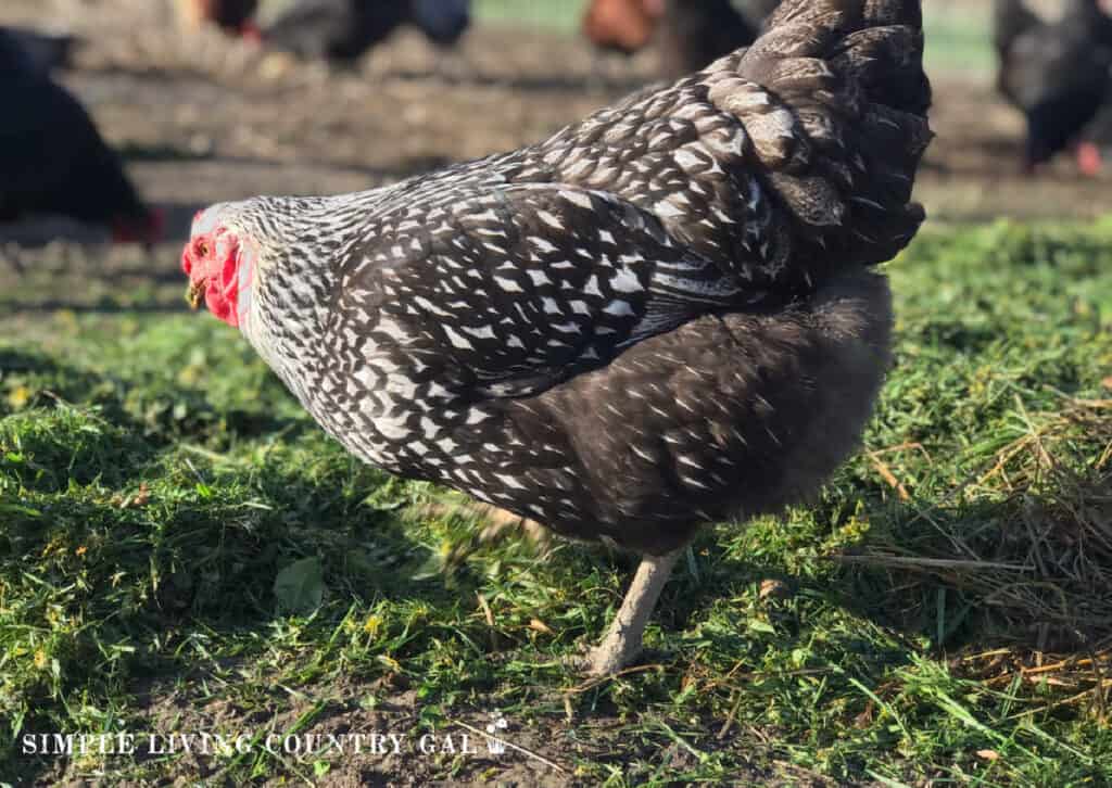 a barred rock dual-purpose chicken eating grass